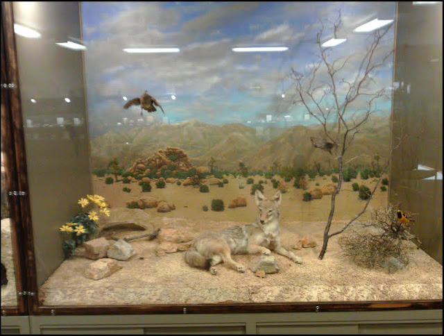 Joshua Tree National Park, diorama,museum,taxidermy,desert animals, coyote, Gambels quail, painted backdrop