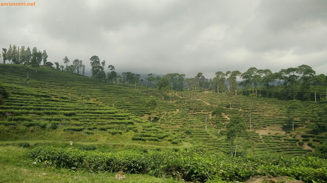 Kebun Teh Pagilaran - Kab Batang