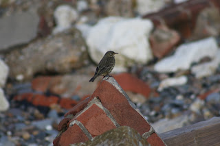 Rock Pipit