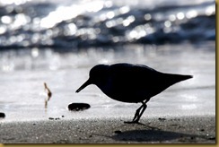 - sanderling back lit February 05, 2012 NIKON D7000