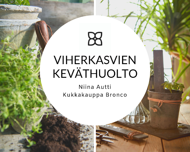 Viherkasvien keväthuolto - Kukkakauppa Bronco