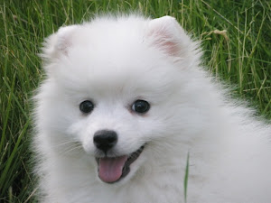 About Dog Japanese Spitz: Basics of Japanese Spitz Training