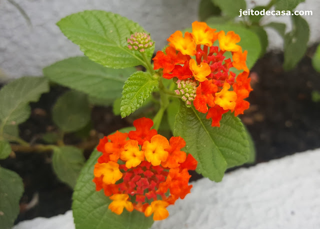 planta-rustica-e -perene-lantana