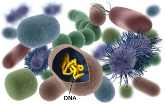 bacteria