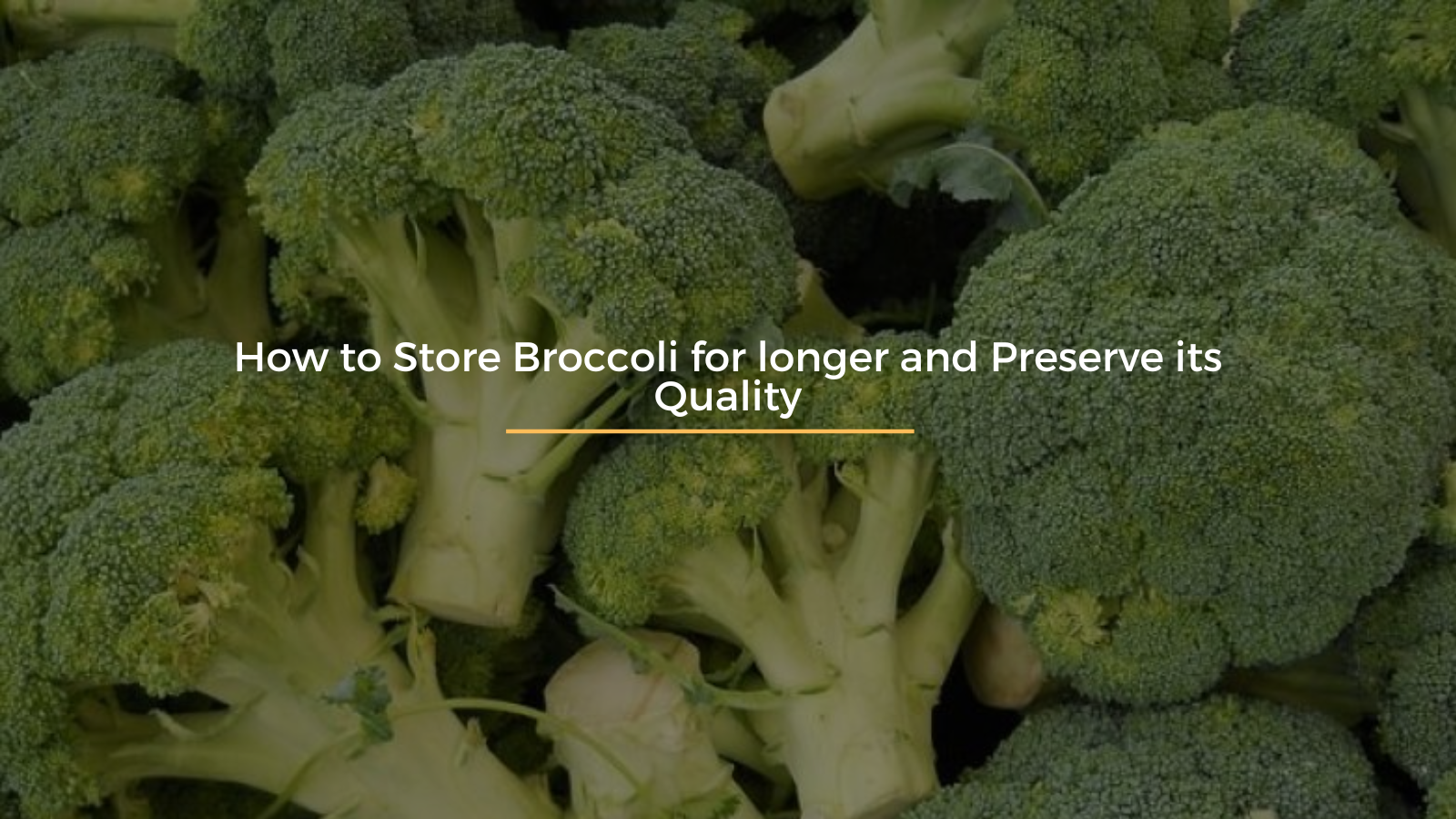 How to Store Broccoli for longer and Preserve its Quality