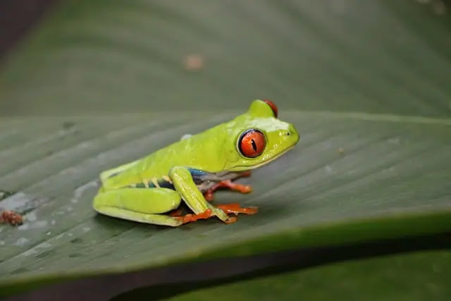 Top 12 Cutest Frogs in the World