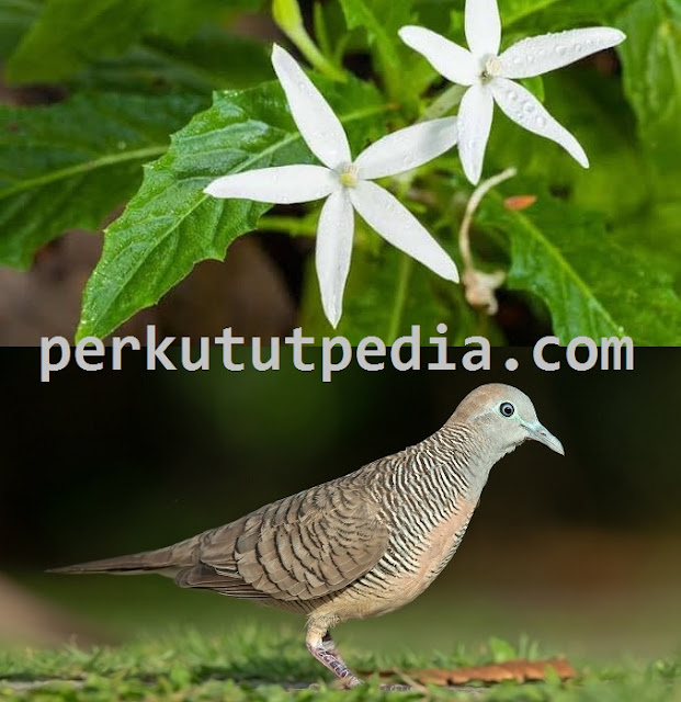 Cara Gurah Perkutut Dengan Daun Kitolod