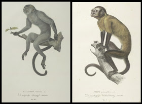 Callithrix cinerascens and Cebus macrocephalus