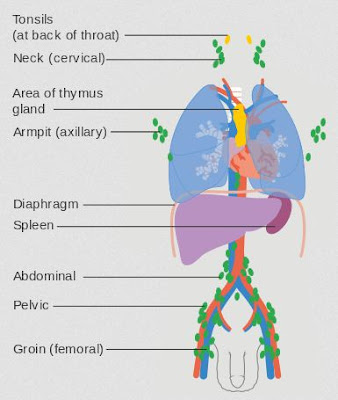 LOCATION OF THYMUS GLAND