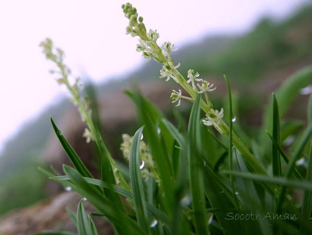 Japonolirion osense