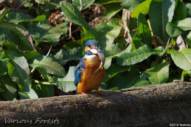 kingfisher eating big fish