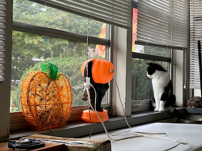 black and white cat next to Halloween decorations on a porch