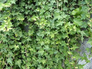 Hedera helix - Lierre grimpant - Lierre commun