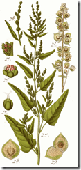 Atriplex_hortensis