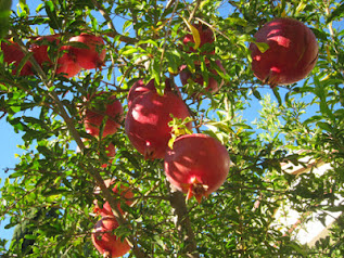 Red, ripe pomegranates amongst green branches. Desert Survivors has heirloom pomegranate trees.