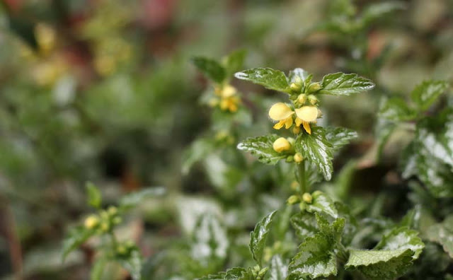 Yellow Archangel Flowers Pictures