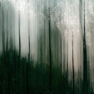 arboreal%20ambient%20cover.jpg
