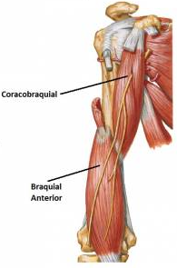 MUSCULO CORACOBRAQUIAL