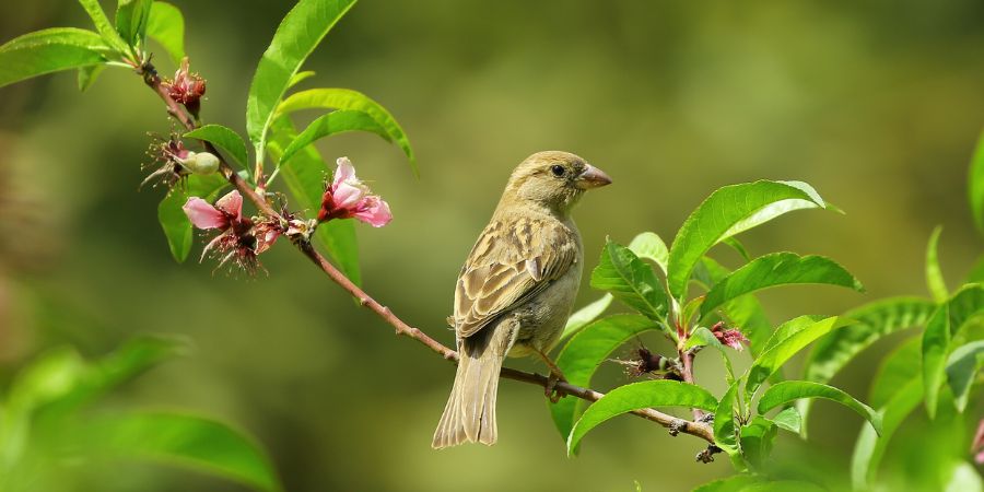 How To Create A Bird Garden