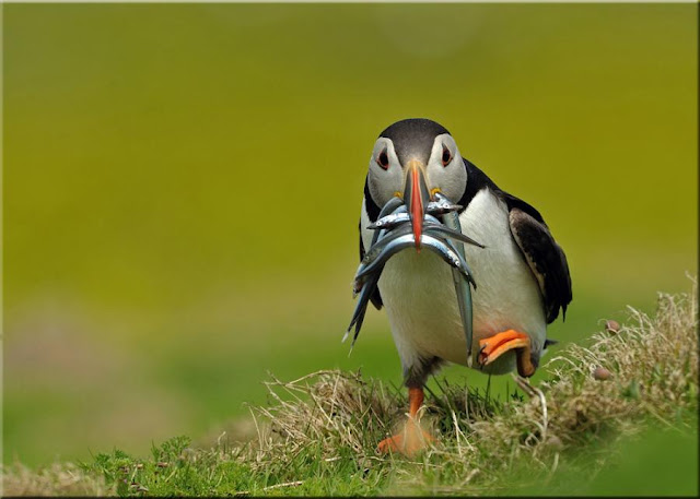 Bird Photos Nature Photography