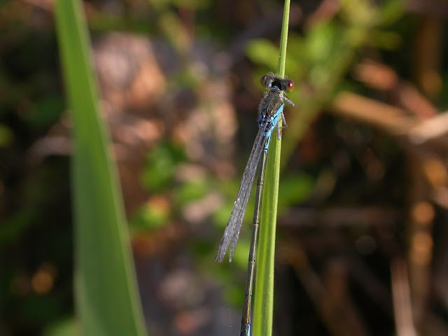 Erythromma viridulum