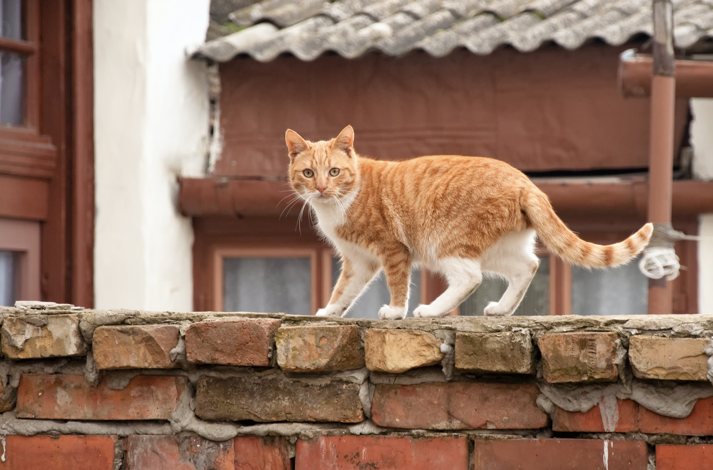 Cuando se trata de tu gato, quieres asegurarte de que tiene el mejor tipo de alimento para sus necesidades nutricionales. De vez en cuando, puedes tener la tentación de darle restos de la mesa y golosinas especiales, pero ten en cuenta que ciertos alimentos pueden ser venenosos para él.