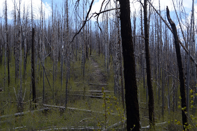 many trees down on trail