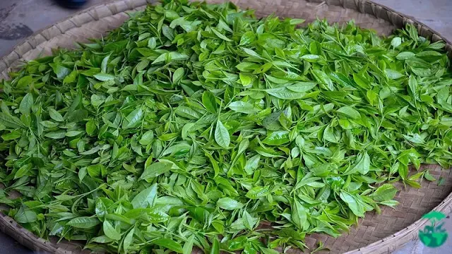 فوائد الشاي الاخضر