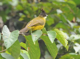 Bornean Bulbul (Pycnonotus montis)