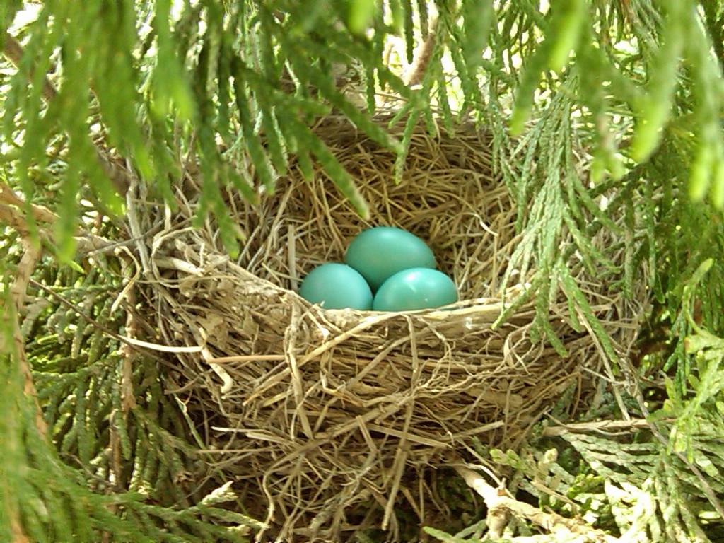 Sherri's Jubilee: The Beauty of Bird Nests