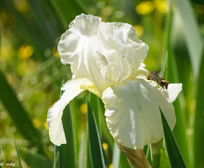 white iris photo by Sylvestermouse