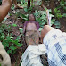 चंद्रपूर: तो पुन्हा आला...ब्रम्हपुरी तालुक्यात वाघाच्या हल्ल्यात आवळगाव येथील महिला ठार | Batmi Express