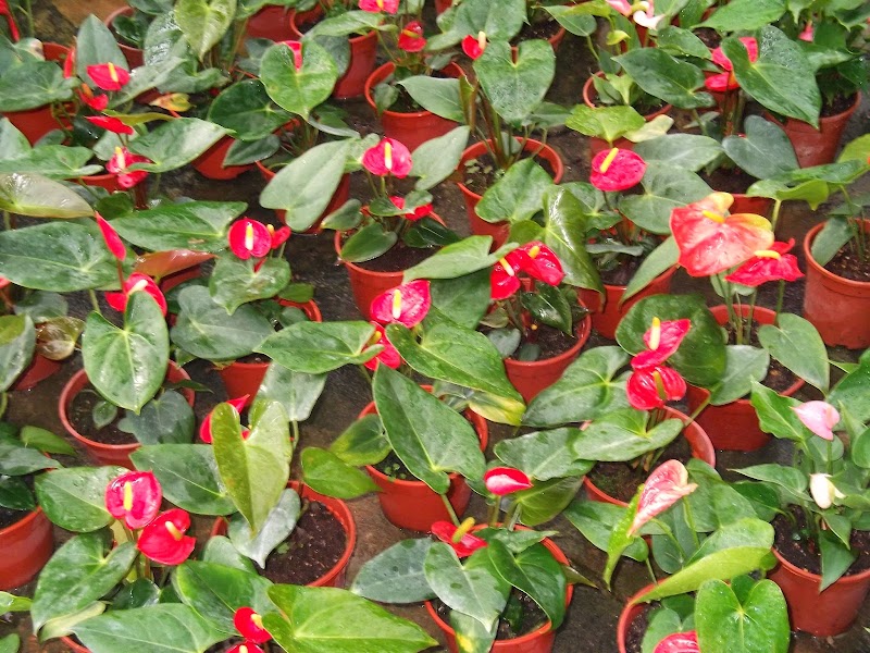 20+ Pokok Hiasan Bunga