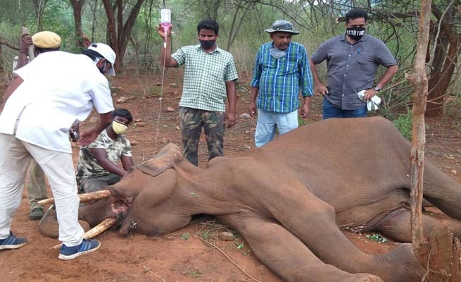 மேட்டுப்பாளையத்தில் சிகிச்சை பலனின்றி மேலும் ஒரு யானை உயிரிழப்பு