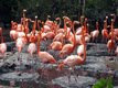 Flamingos - Bermuda Aquarium and Zoo