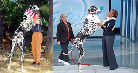 World's Tallest Dog