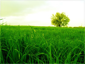 Lonely Tree by ~sican. lonely wallpaper. Lonely Tree by ~sican.