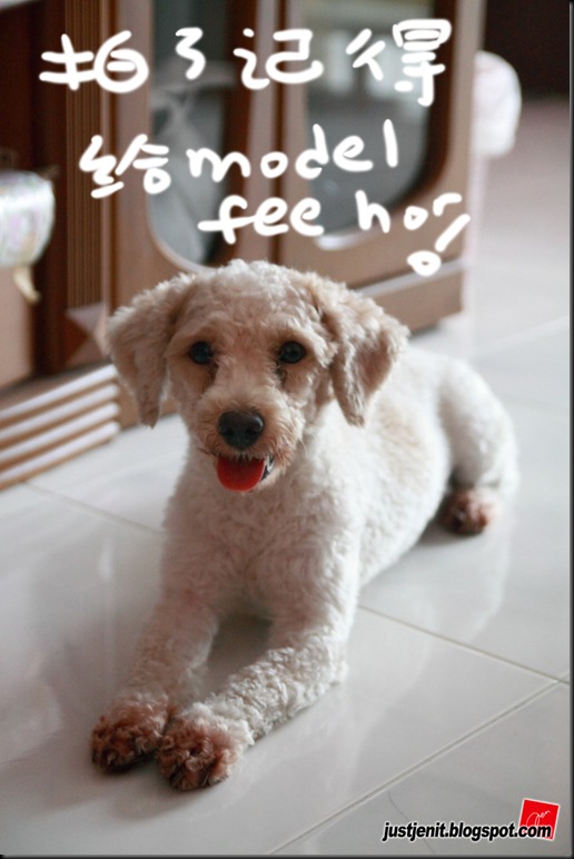 _ Doggie_2009.08.06_0068_resize