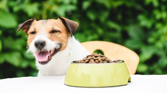 Descubra o Poder da Ração Terapêutica: Transforme a Saúde do seu Pet com uma Dieta Coadjuvante Especializada!