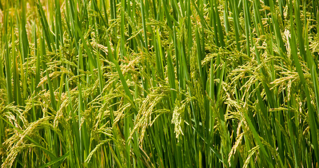 rice appearance