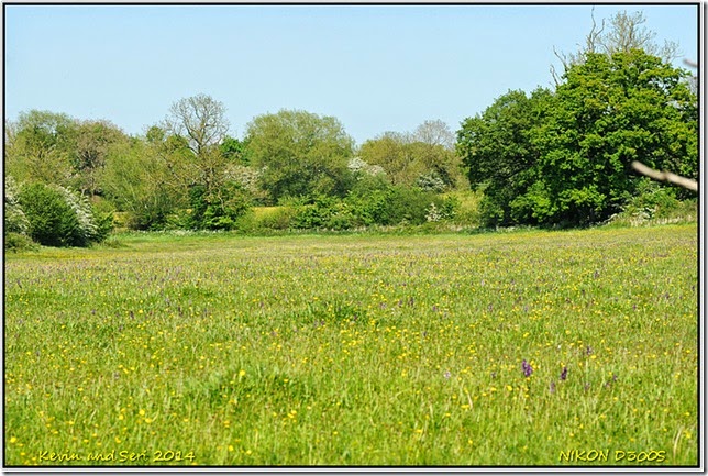 Draycote Meadows