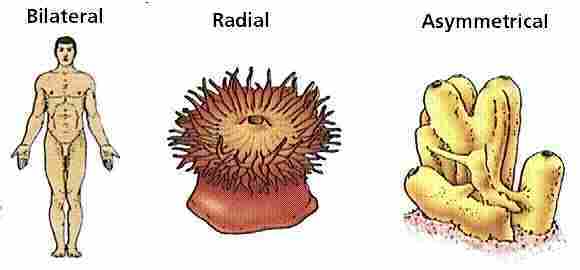 Kingdom Animalia Bagian 1 Your Chemistry A 