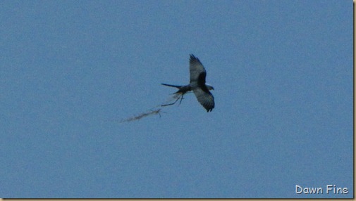 kite in campground_002