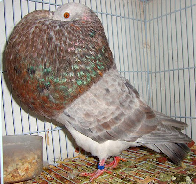 Gaditano Pouter Pigeon