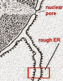 membran nukleus, tampak memiliki pori-pori/lubang(nuclear pore)