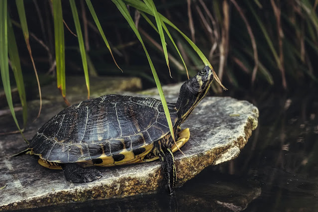 every turtle lays from eggs