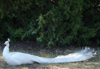 albino amimals peacock