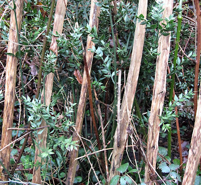 Butcher's Broom growing through a fence at the edge of West Wickham Common