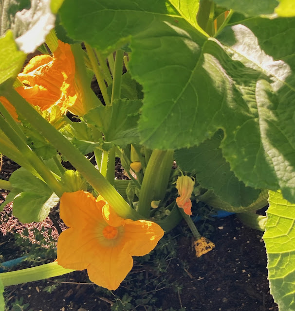 Squash Blossoms