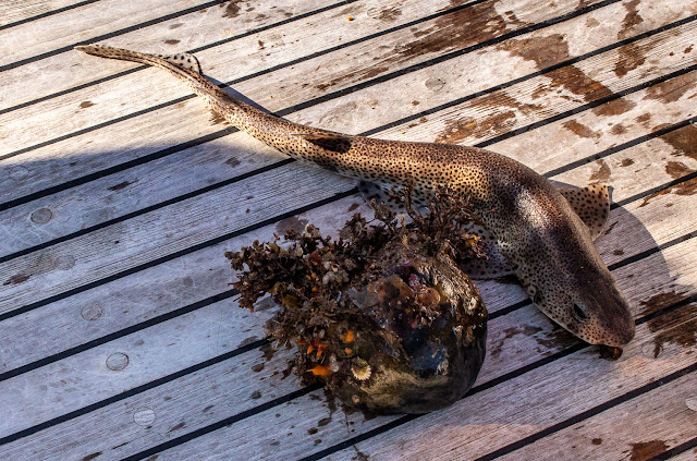 Photo of the dogfish and the rock that Phil hooked yesterday